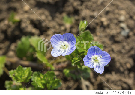 オオイヌノフグリ 41824245