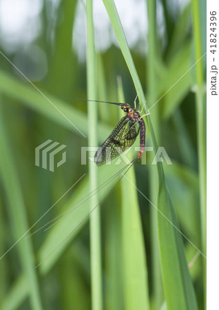 モンカゲロウ 41824396