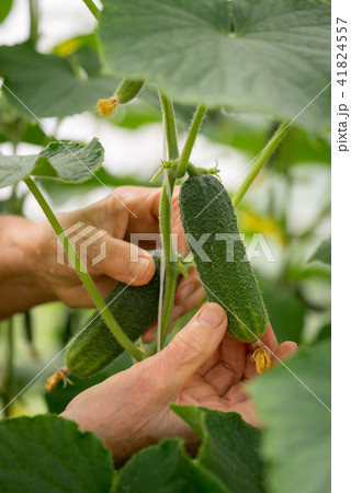 Woman farmer hands picking a cucumbers Woman farmer hands picking a cucumbers 41824557