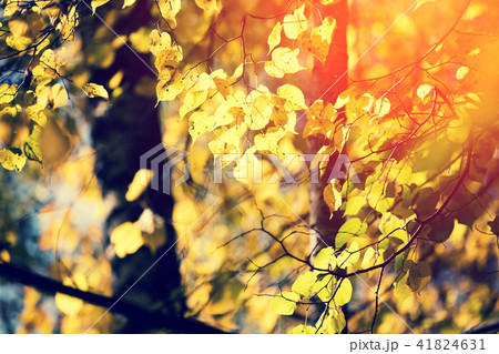 Birch tree with yellow leaves in the forest Birch tree with yellow leaves in the forest 41824631