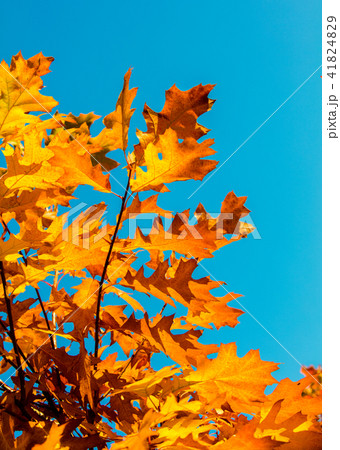 Oak branch with orange leaves in the forest Oak branch with orange leaves in the forest 41824829