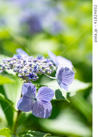 青紫色のガクアジサイの仲間の写真素材