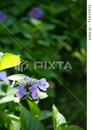 青紫色のガクアジサイの仲間の写真素材