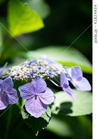 青紫色のガクアジサイの仲間の写真素材