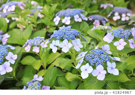 アジサイ アジサイ 41824967