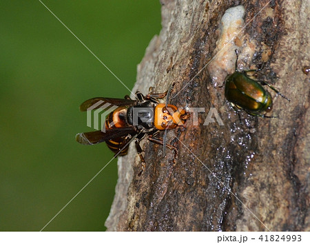 オオスズメバチの女王バチ オオスズメバチの女王バチ 41824993