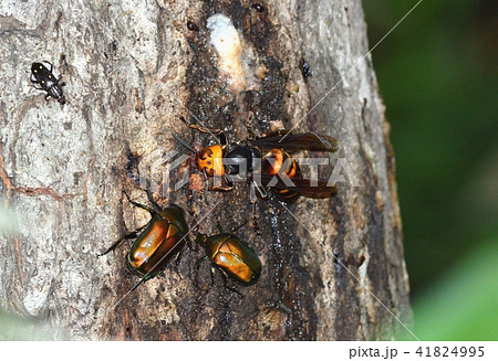 オオスズメバチの女王バチ オオスズメバチの女王バチ 41824995