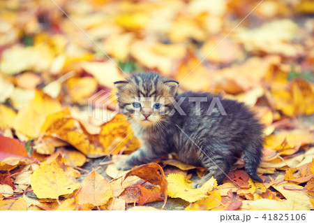 Little kitten walking outdoor on the fallen leaves Little kitten walking outdoor on the fallen leaves 41825106