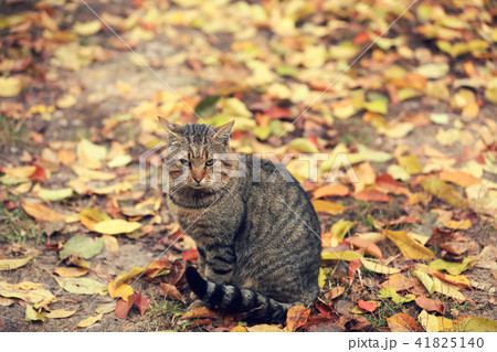 Cat sitting on the leaves in autumn Cat sitting on the leaves in autumn 41825140