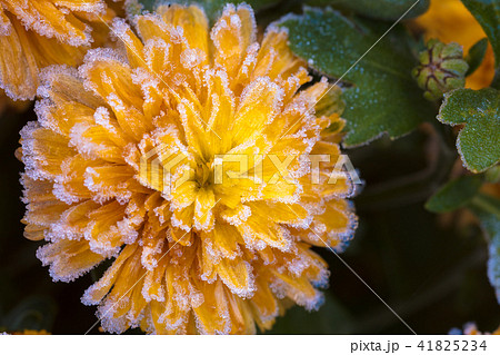 Beautiful frozen flowers covered with rime Beautiful frozen flowers covered with rime 41825234