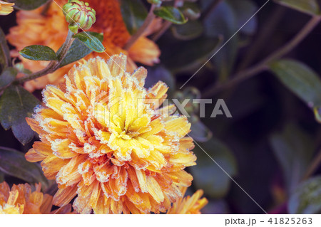 Beautiful frozen flowers covered with rime Beautiful frozen flowers covered with rime 41825263