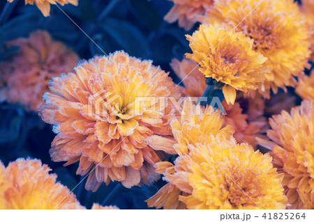 Beautiful frozen flowers covered with rime 41825264