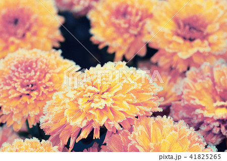 Beautiful frozen flowers covered with rime 41825265