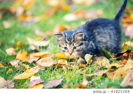 Little kitten walking outdoor on the fallen leaves 41825269