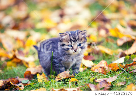 Little kitten walking outdoor on the fallen leaves 41825270