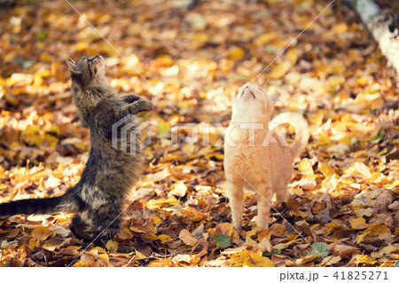 Two begging cats walking on the fallen leaves 41825271