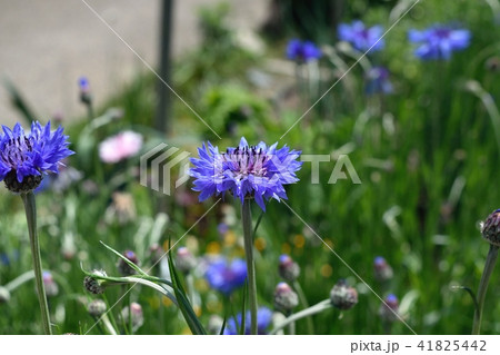 ヤグルマギク ヤグルマギク 41825442