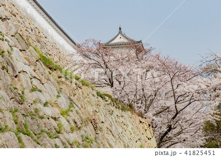 桜と明石城の櫓 桜と明石城の櫓 41825451