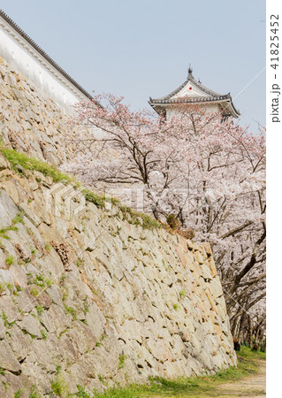桜と明石城の櫓 桜と明石城の櫓 41825452