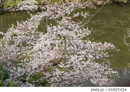 桜と明石城の堀 桜と明石城の堀 41825454