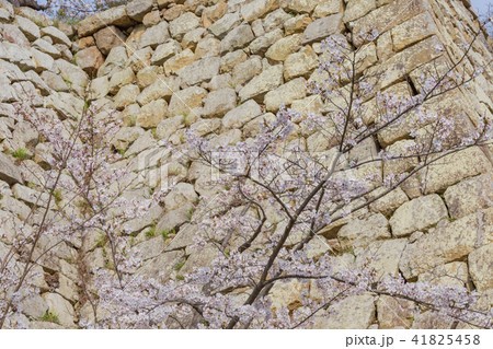 桜と明石城の石垣 桜と明石城の石垣 41825458