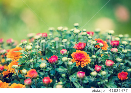 Blossoming flowers in a garden 41825477