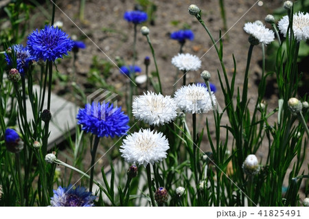 ヤグルマギク 41825491