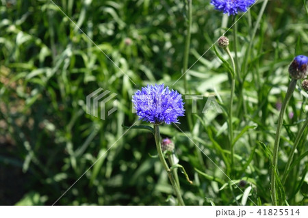 ヤグルマギク ヤグルマギク 41825514