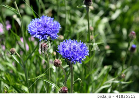 ヤグルマギク ヤグルマギク 41825515