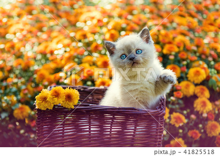 Cute little kitten in orange daisy flowers 41825518