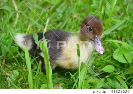 The little musk duck closeup 41825620