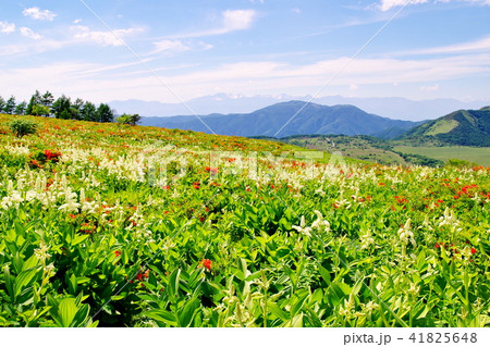 霧ヶ峰高原 コバイケイソウ 霧ヶ峰高原 コバイケイソウ 41825648