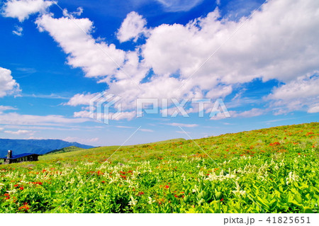 霧ヶ峰高原 コバイケイソウ 霧ヶ峰高原 コバイケイソウ 41825651