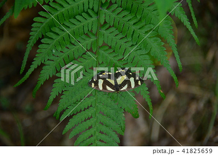 キンモンガ キンモンガ 41825659