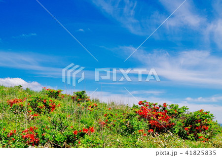 霧ヶ峰高原 コバイケイソウ 霧ヶ峰高原 コバイケイソウ 41825835