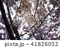 桜 41826052