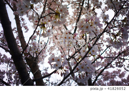 桜 桜 41826052