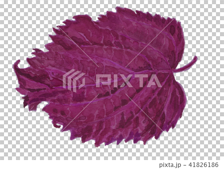 Red shiso Perilla frutescens var. Crispa 41826186