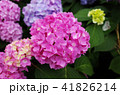 紫陽花 41826214