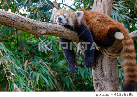 神戸どうぶつ王国のレッサーパンダ 神戸どうぶつ王国のレッサーパンダ 41826296