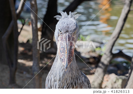 神戸どうぶつ王国のハシビロコウ 41826313