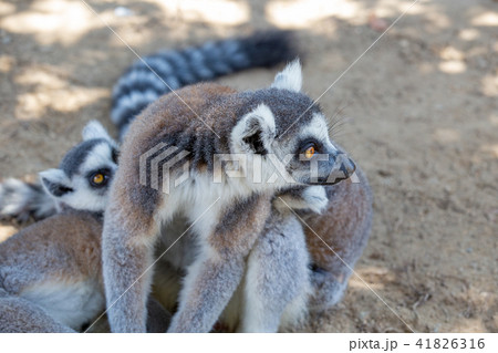 神戸どうぶつ王国のワオキツネザル 41826316