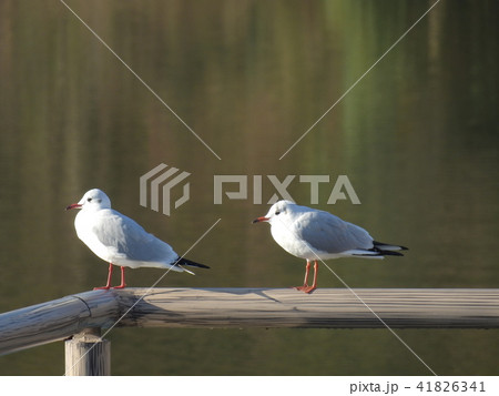 水鳥ユリカモメ ( 2017年1月 愛知県名古屋市 ) 水鳥ユリカモメ ( 2017年1月 愛知県名古屋市 ) 41826341