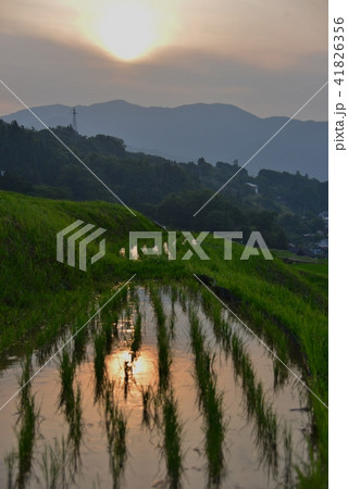 夕刻の棚田 41826356