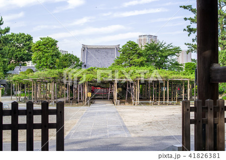 影向(ようごう)の松 天然記念物 影向(ようごう)の松 天然記念物 41826381