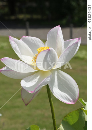 ハス（瑞光蓮） 41826435