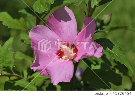 ムクゲ（ピンク・ジャイアント） 41826454