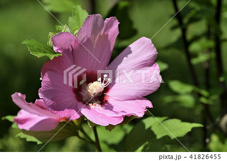 ムクゲ（ピンク・ジャイアント） 41826455