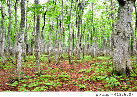 八甲田山のブナ林 八甲田山のブナ林 41826607