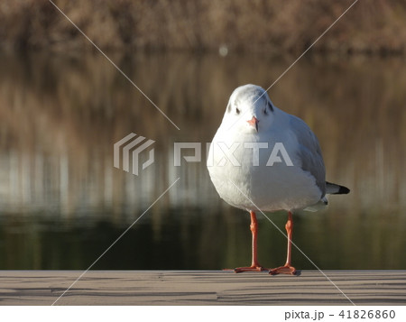 水鳥ユリカモメ ( 2017年1月 愛知県名古屋市 ) 水鳥ユリカモメ ( 2017年1月 愛知県名古屋市 ) 41826860